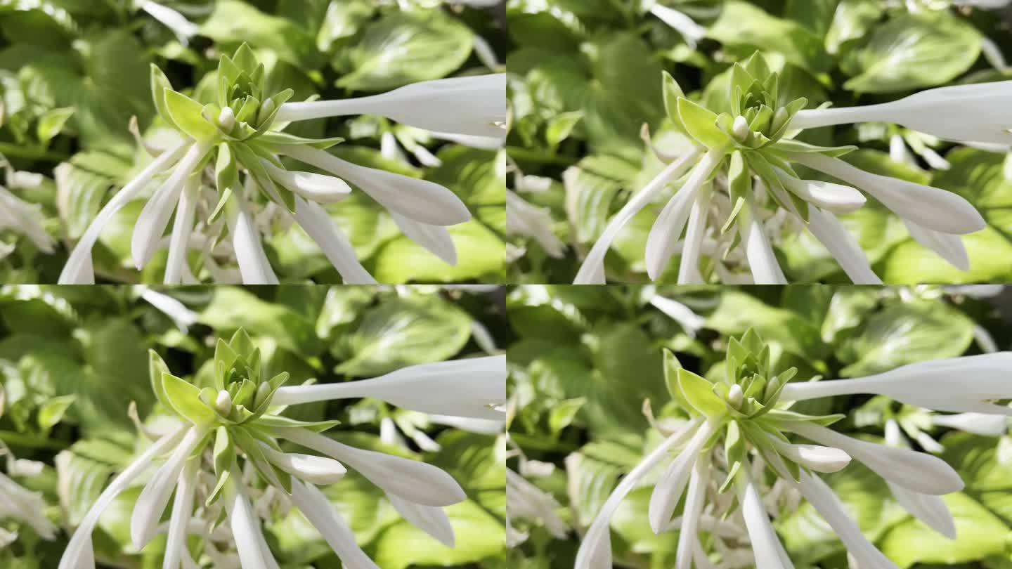 近距离剪辑漂亮的白色花与大叶子的背景