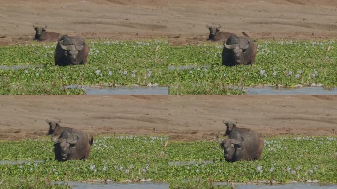 两头水牛在河水中，非洲乌干达