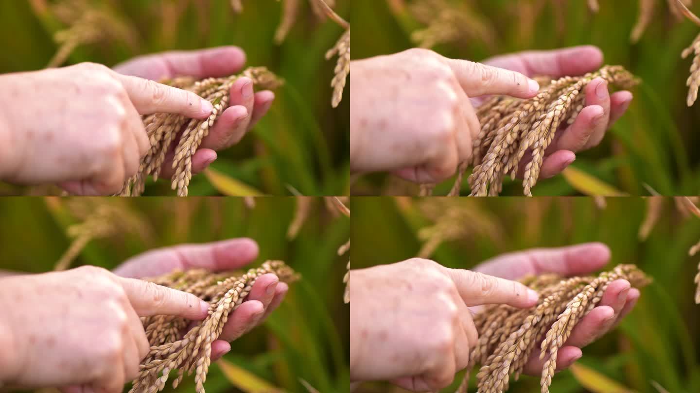 农民手捧大米 水稻 稻子