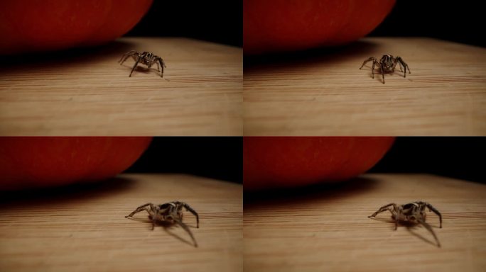 一只小蜘蛛挨着木桌上的南瓜。