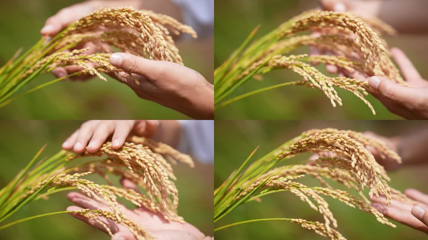 稻谷 稻穗 稻子 谷子 水稻