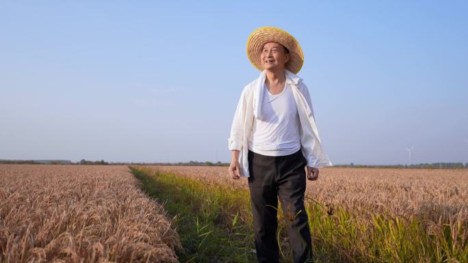 丰收喜悦水稻 稻田 农民