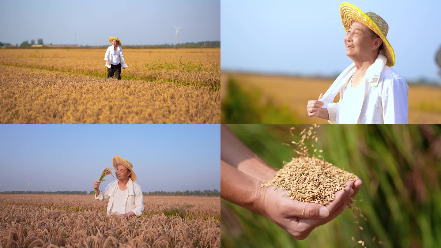 农业水稻丰收