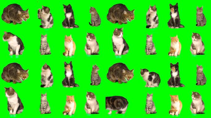 Cat设置隔离屏八只小猫抠图三维动画