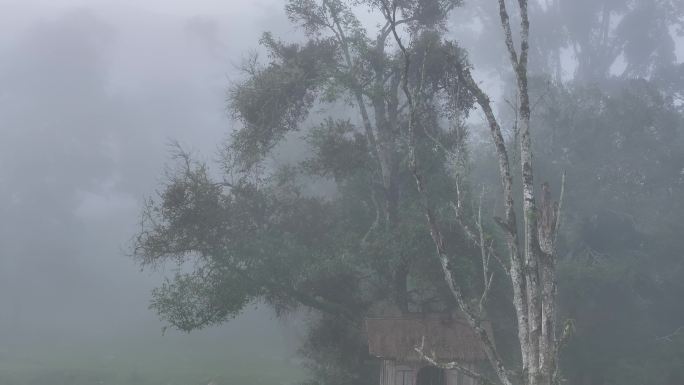 树上的童话小屋在雾中若隐若现