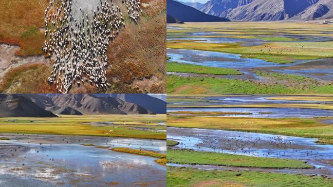 西藏·阿里班公湖湿地美景和成群动物