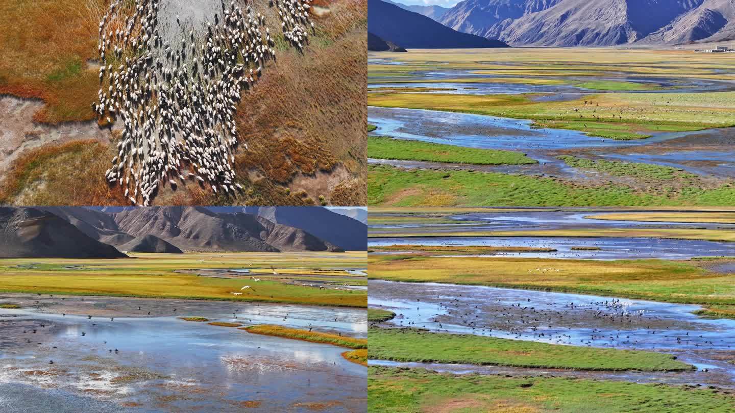 西藏·阿里班公湖湿地美景和成群动物