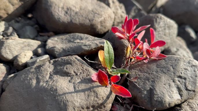 格陵兰岛的植物。格陵兰斯科斯比松特拉塞维格的北极柳(Salix Arctic)的特写镜头。