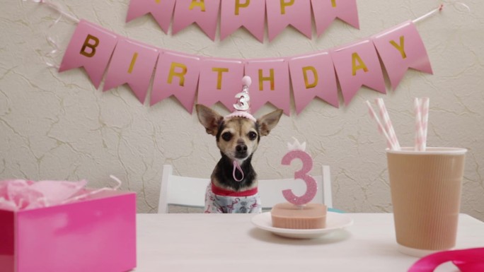狗狗生日派对，宠物庆祝会，快乐的家庭聚会，戴着生日帽的可爱宠物