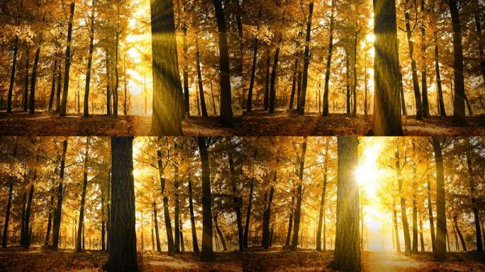 秋天树林阳光