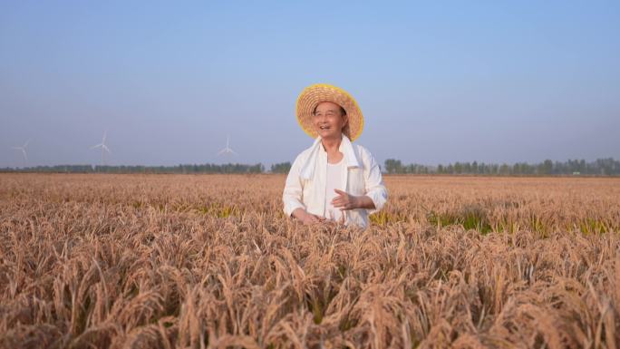 农业水稻丰收 丰收喜悦 丰收 水稻 稻田