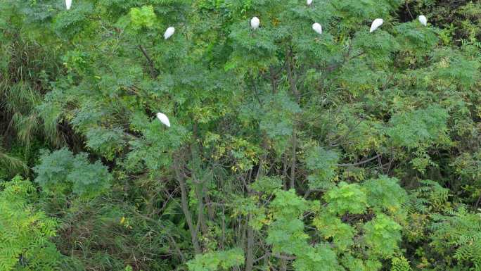 白鹭停在枝头湿地公园野外绿树