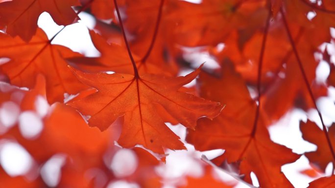 秋天红色枫叶落叶