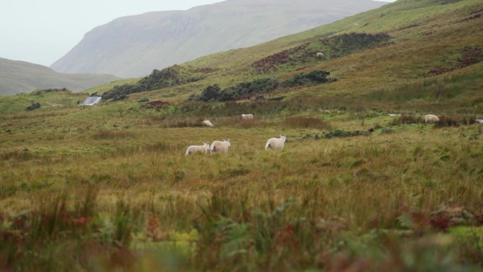 自由放养的羊安静地在绿草地上吃草