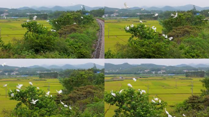 白鹭在田野里飞翔湿地公园野外