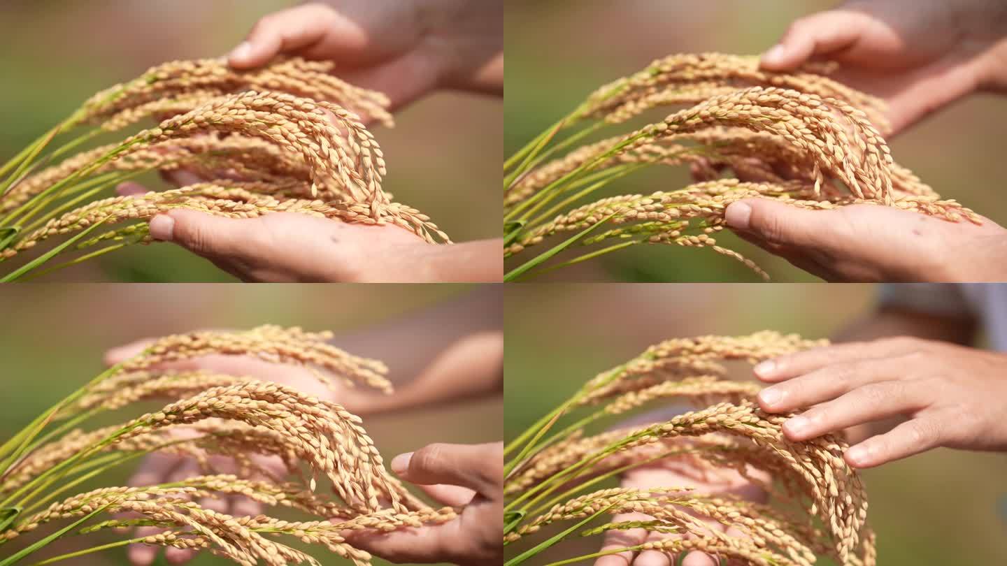 饱满颗粒 大米 稻米