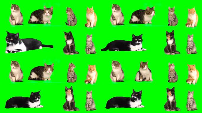 Cat设置隔离屏八只猫咪抠图绿色背景绿幕