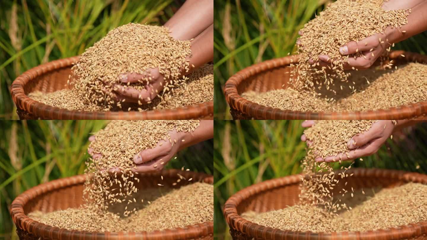双手捧水稻 收谷子