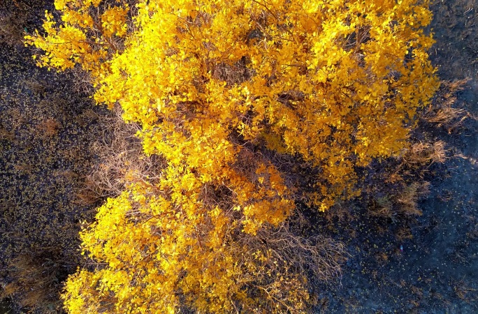 无人机航拍新疆乌尔禾原始胡杨树