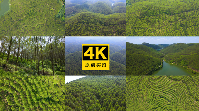 广西桉树经济林森林木材高峰林场砍树木板