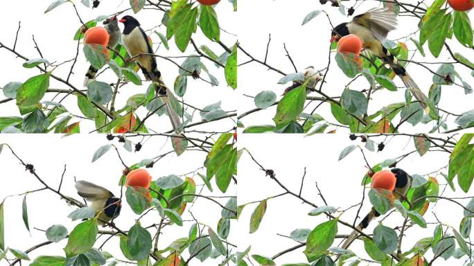 红嘴蓝鹊群鸟柿子树上争食吃