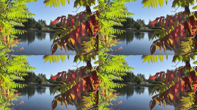 秋天的景观，红，绿，叶，树和池塘水在公园里。