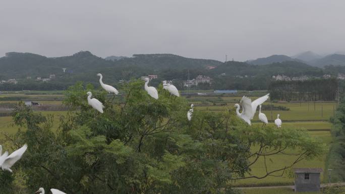 白鹭停在枝头湿地公园野外绿树