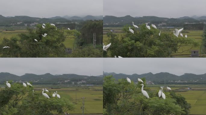 白鹭停在枝头湿地公园野外绿树