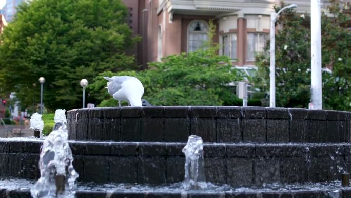 海鸥在喷泉上大便，海鸥的粪便，鸟的粪便，粪便，自然过程，在加拿大的夏天，温哥华市中心，大白色海鸥从喷