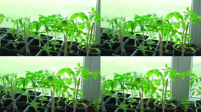 种植窗台上的蔬菜幼苗。青番茄植株近期发芽，准备间伐、移栽。家庭花园室内盆栽和托盘。厨房园艺概念