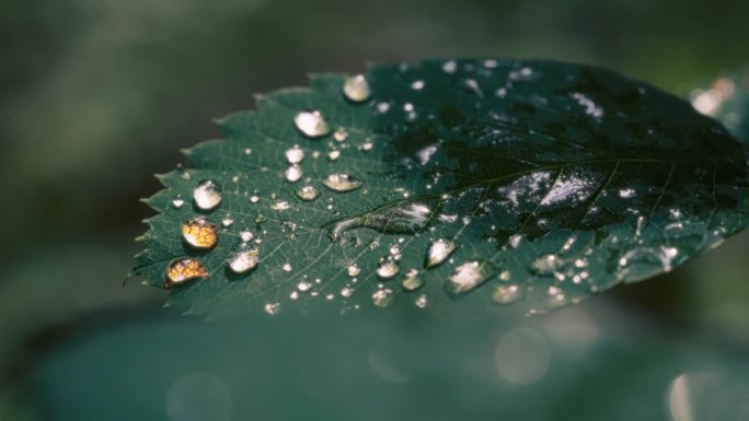 雨水落在一片大绿叶上