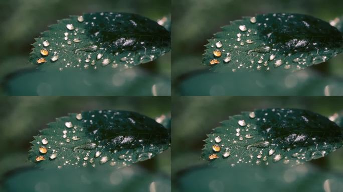 雨水落在一片大绿叶上