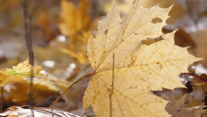 在秋天的公园或森林里，一片黄色枫叶的特写，树叶从树上落下。有选择性的重点。秋天晴朗的一天。十月森林概