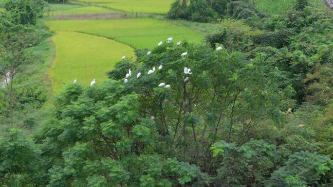 白鹭停在枝头湿地公园野外绿树