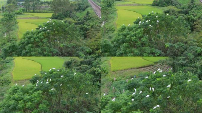 白鹭停在枝头湿地公园野外绿树