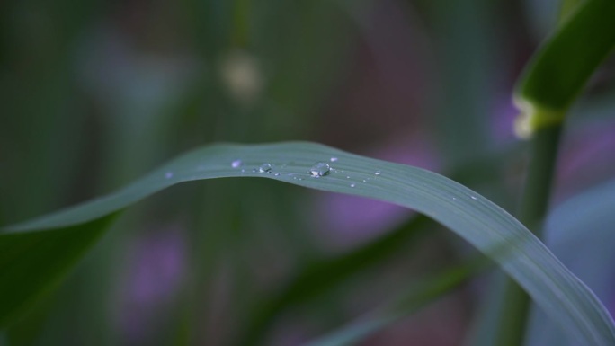 绿叶上的一滴水特写