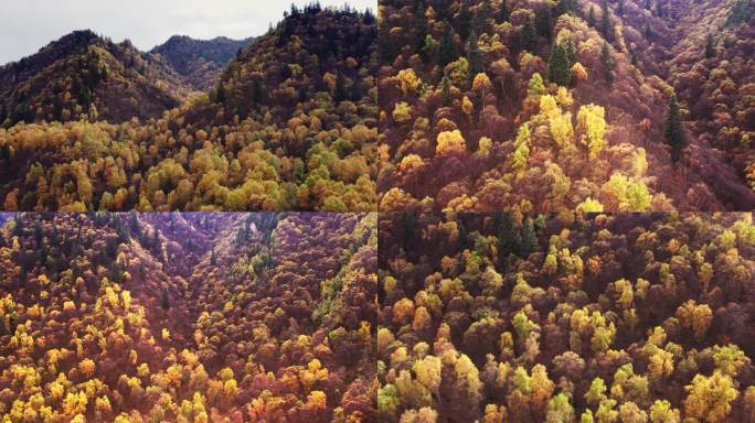 青海 风光 秋天 秋季 扎隆沟 互助北山