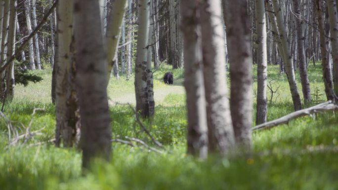 一只黑熊走在桦树间的小路上