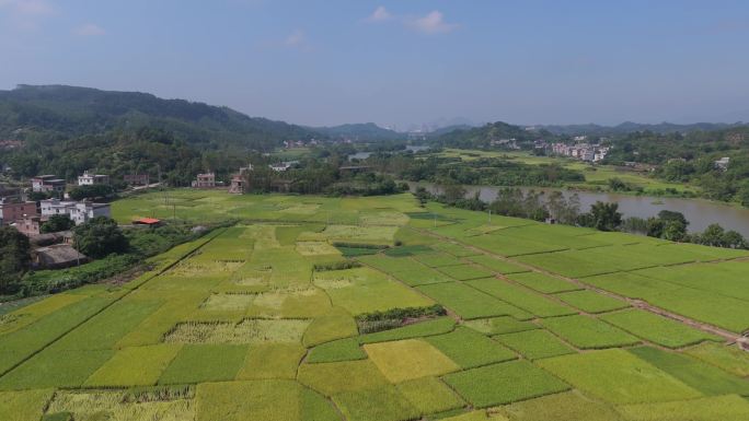 唯美农田成熟水稻