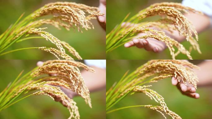 稻穗 丰收 稻子 大米