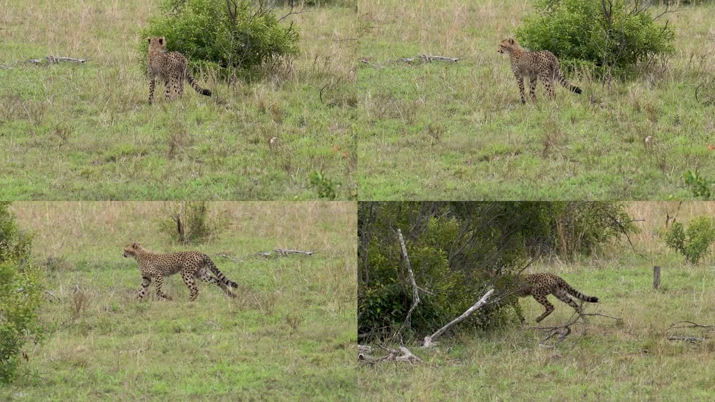 一只猎豹幼崽找不到它的母亲，发现了她，迅速移动去抓住她，克鲁格，南非，Acinonyx jubatu
