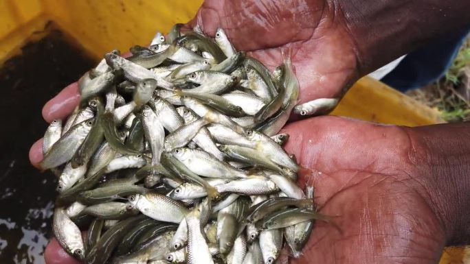 高品质鲤鱼鱼种在手罗湖鲤鱼鱼种在鱼孵化场销售