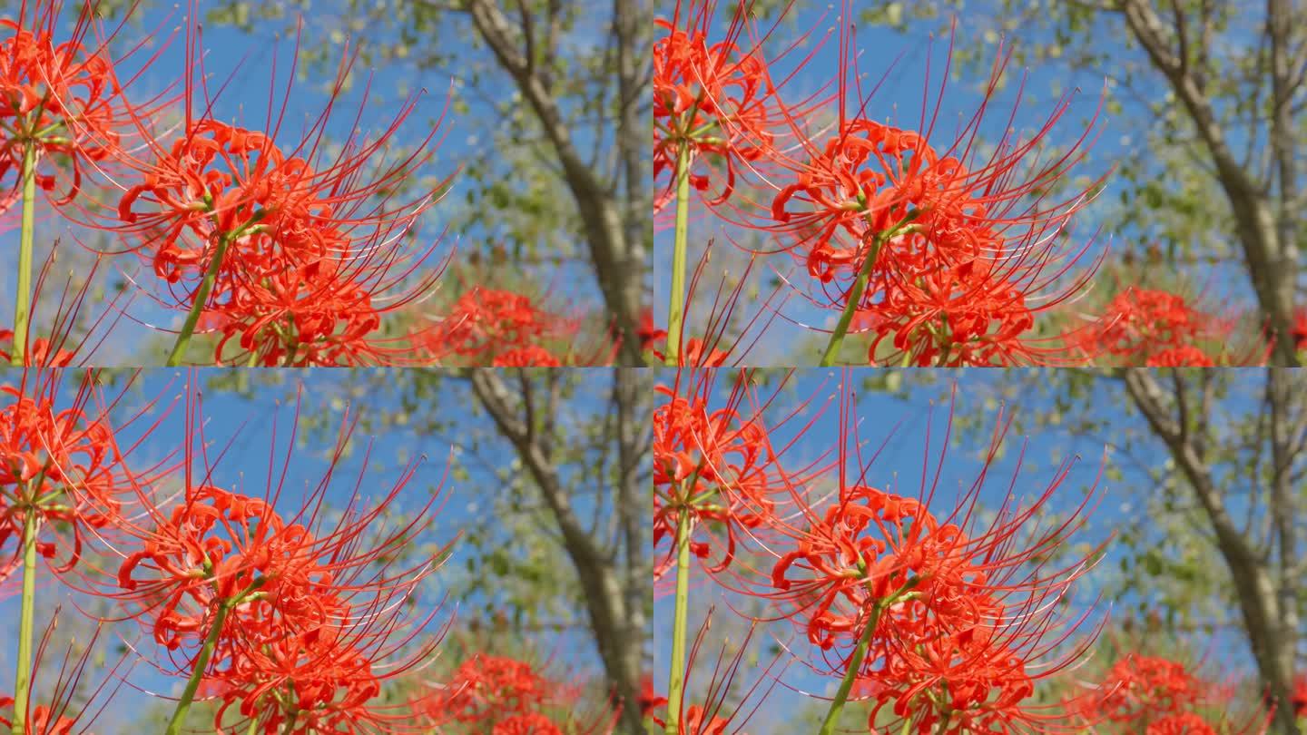 红蜘蛛百合花或丛中朱顶花，秋日或秋日，东花