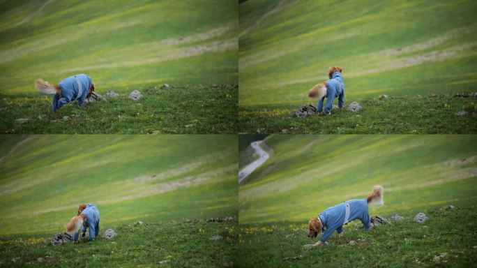 金毛狗狗在草原上奔跑看风景