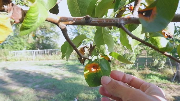 一名妇女的手展示了由真菌裸子孢菌(Gymnosporangium sabinae)或梨锈病引起的梨的