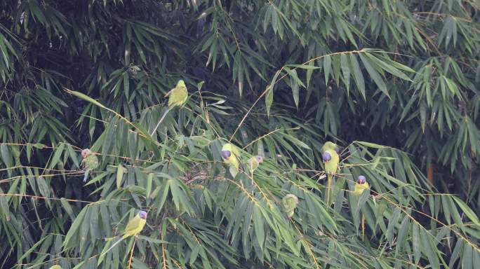 一群灰头鹦鹉在竹林里