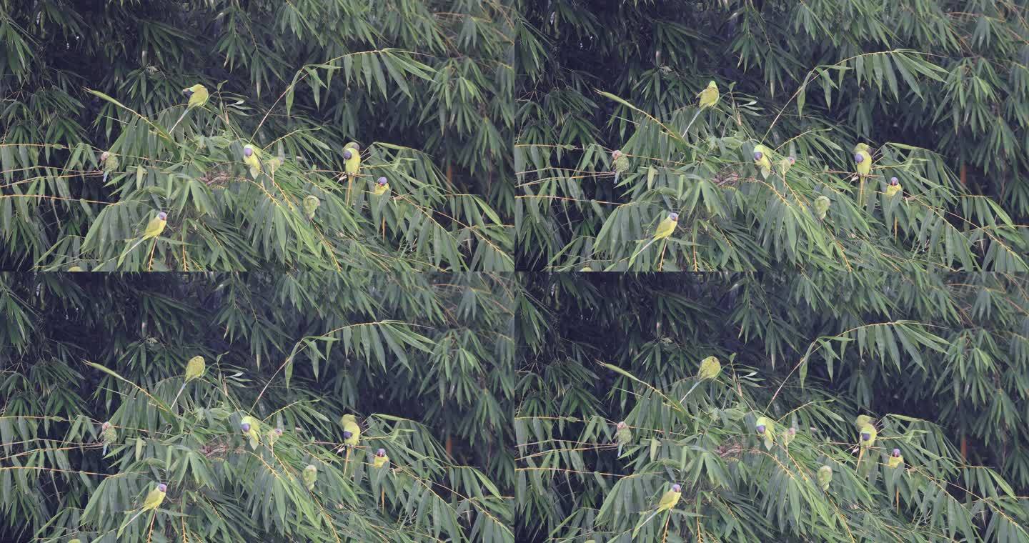 一群灰头鹦鹉在竹林里