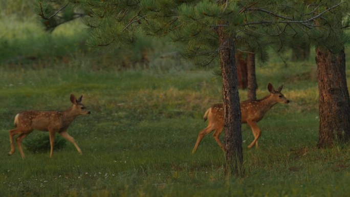 小鹿班比刚出生，白斑小兄弟双胞胎穿过夏天的草地常绿针叶林跟随母亲寻找食物科罗拉多荒野丹佛开阔的空间