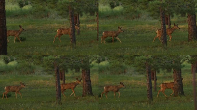 小鹿班比刚出生，白斑小兄弟双胞胎穿过夏天的草地常绿针叶林跟随母亲寻找食物科罗拉多荒野丹佛开阔的空间