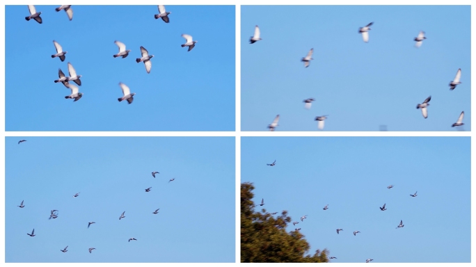 鸽子自由飞翔
